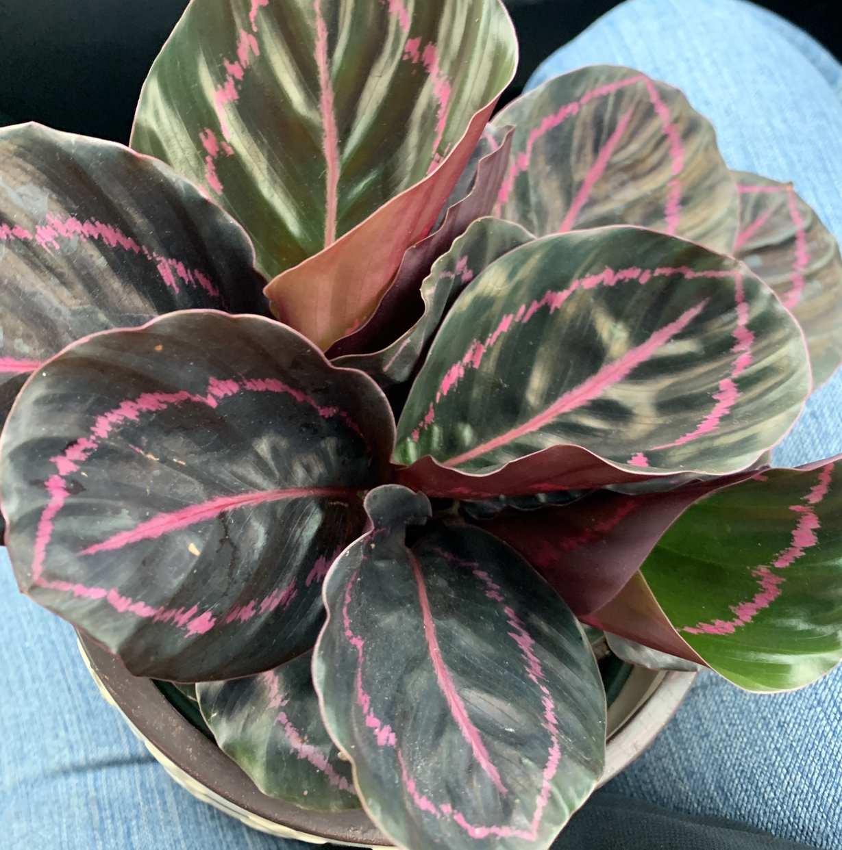 Close-up of a healthy Rose Calathea plant with vibrant green and pink striped leaves.