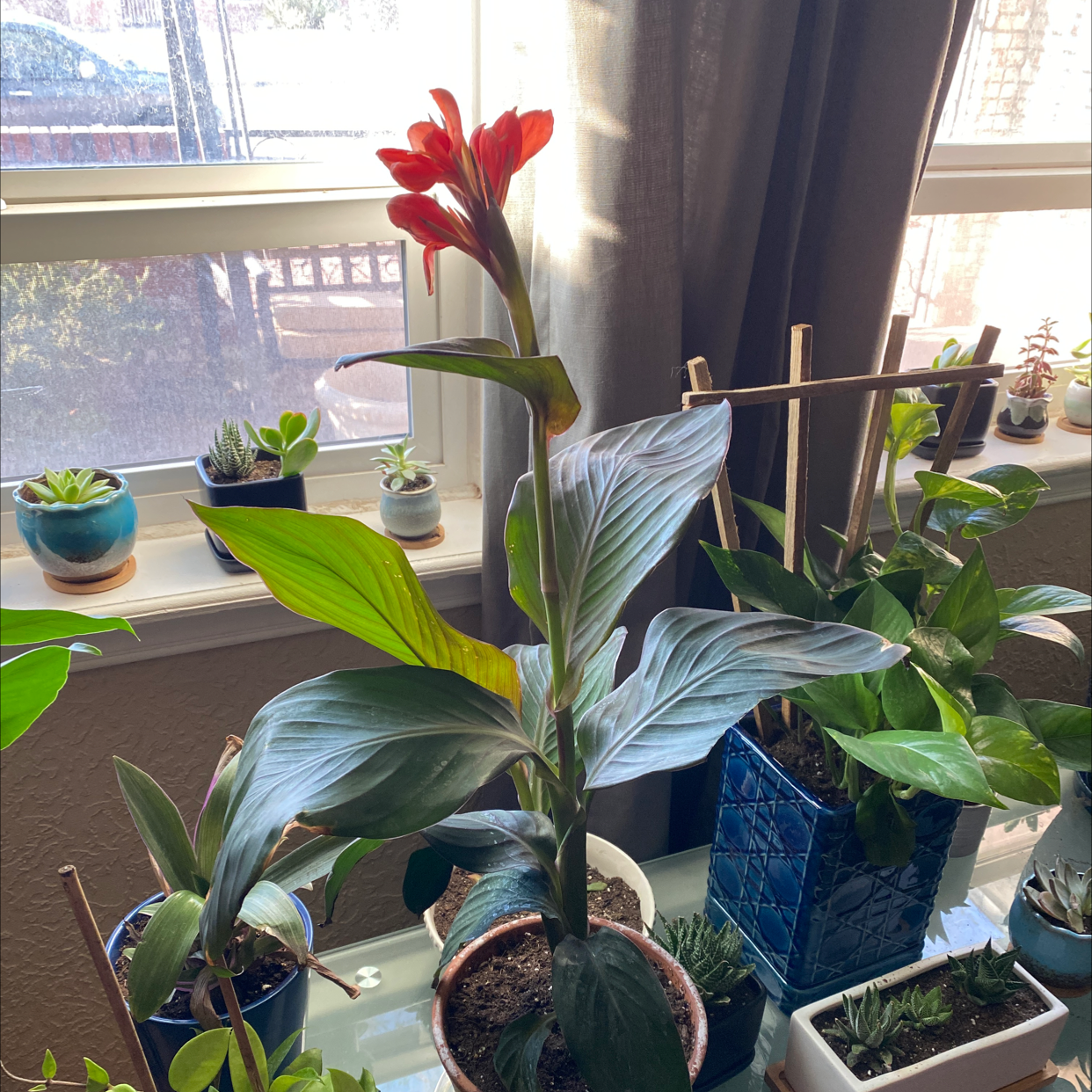 Photo of the plant species Canna Lily by Amy named Mochi on Greg, the plant care app
