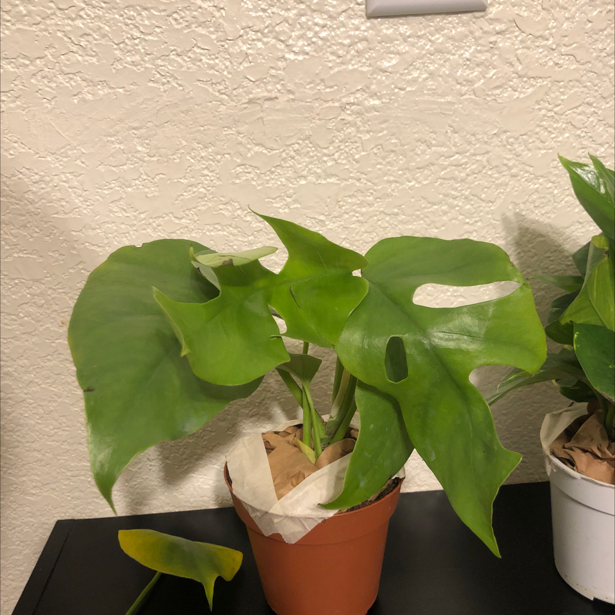 Monstera plant photo by @Teeteeology named Remington on Greg, the plant care app.