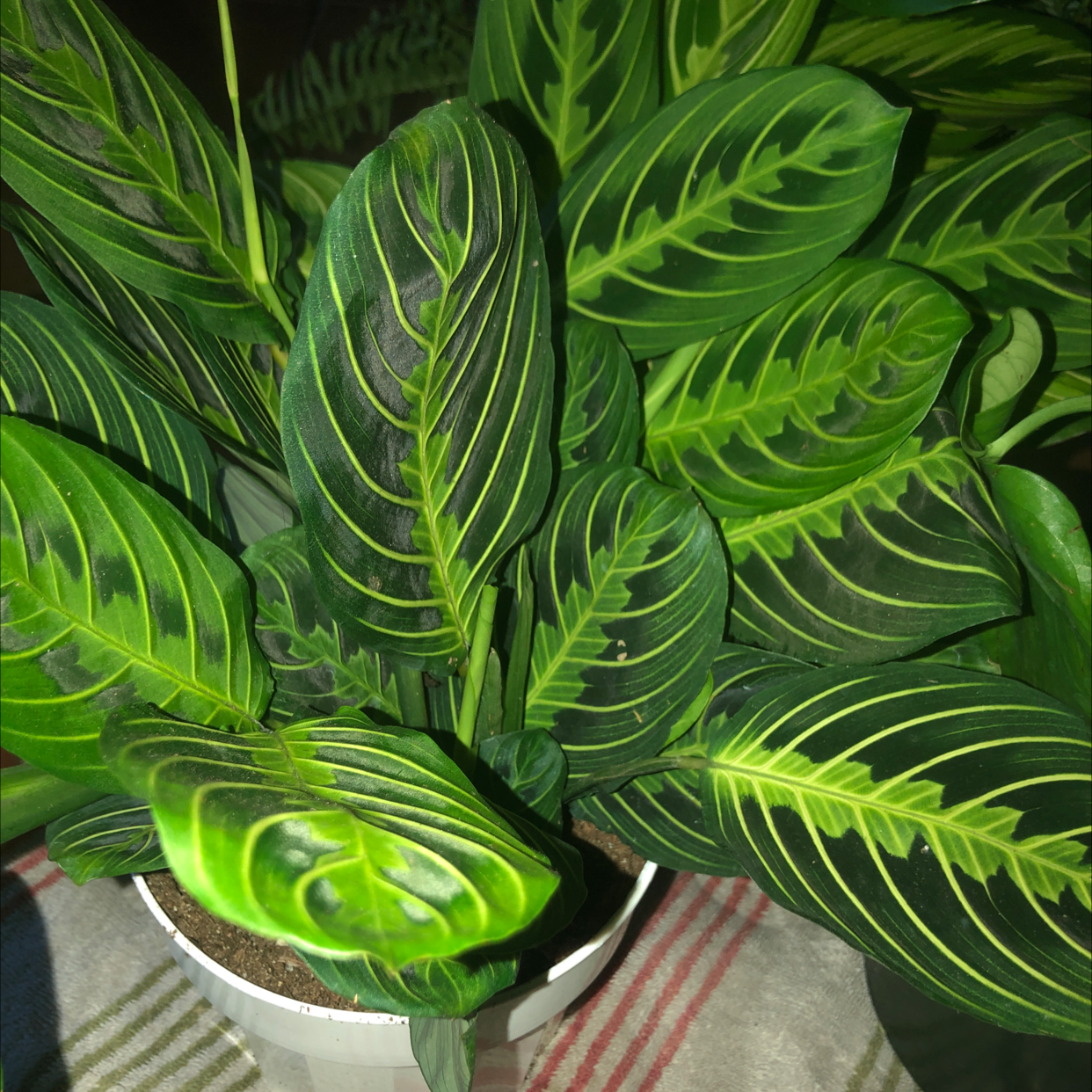 Green Prayer Plant plant photo by @Teeteeology named Beasil on Greg, the plant care app.