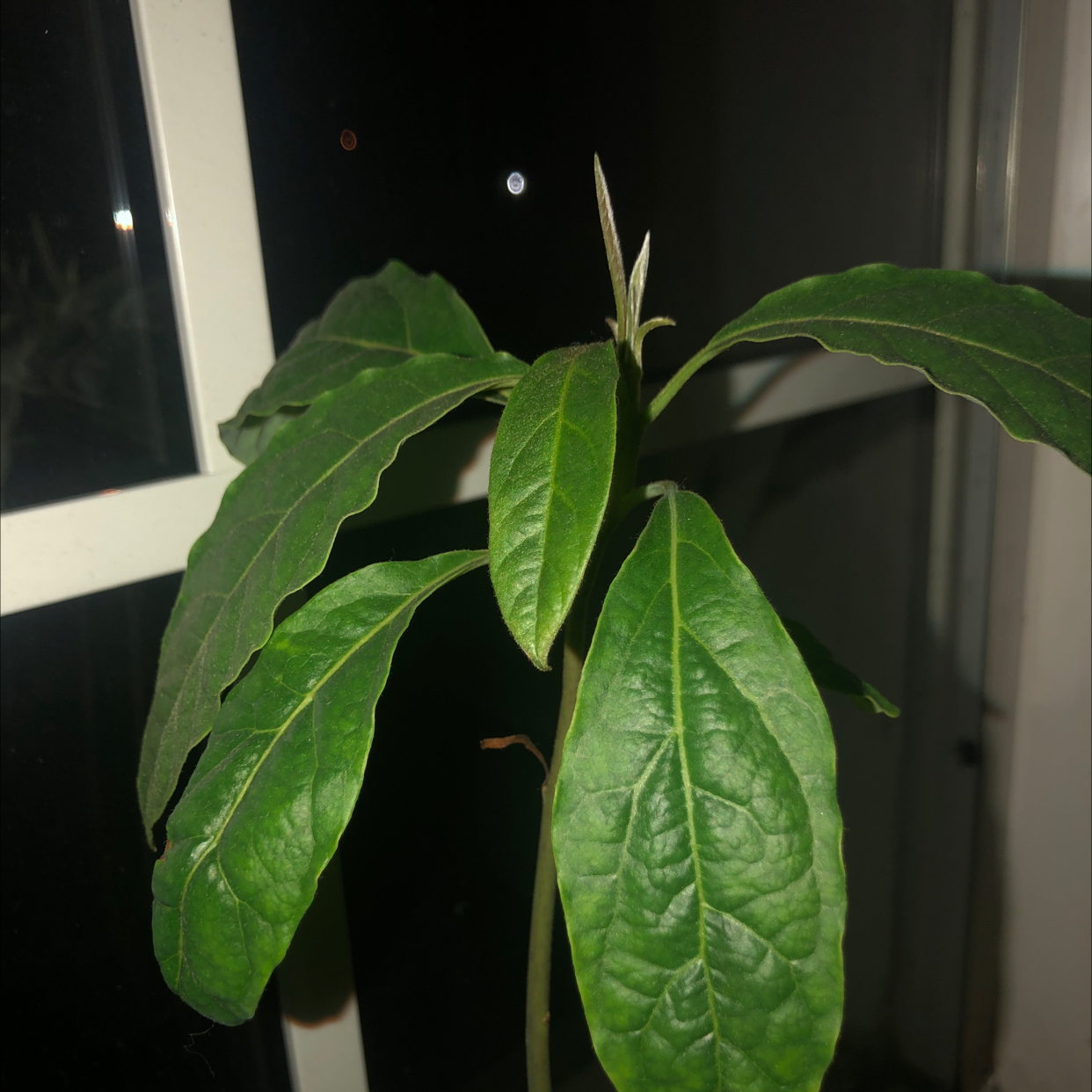 Avocado plant photo by @Teeteeology named Tree Diddy on Greg, the plant care app.