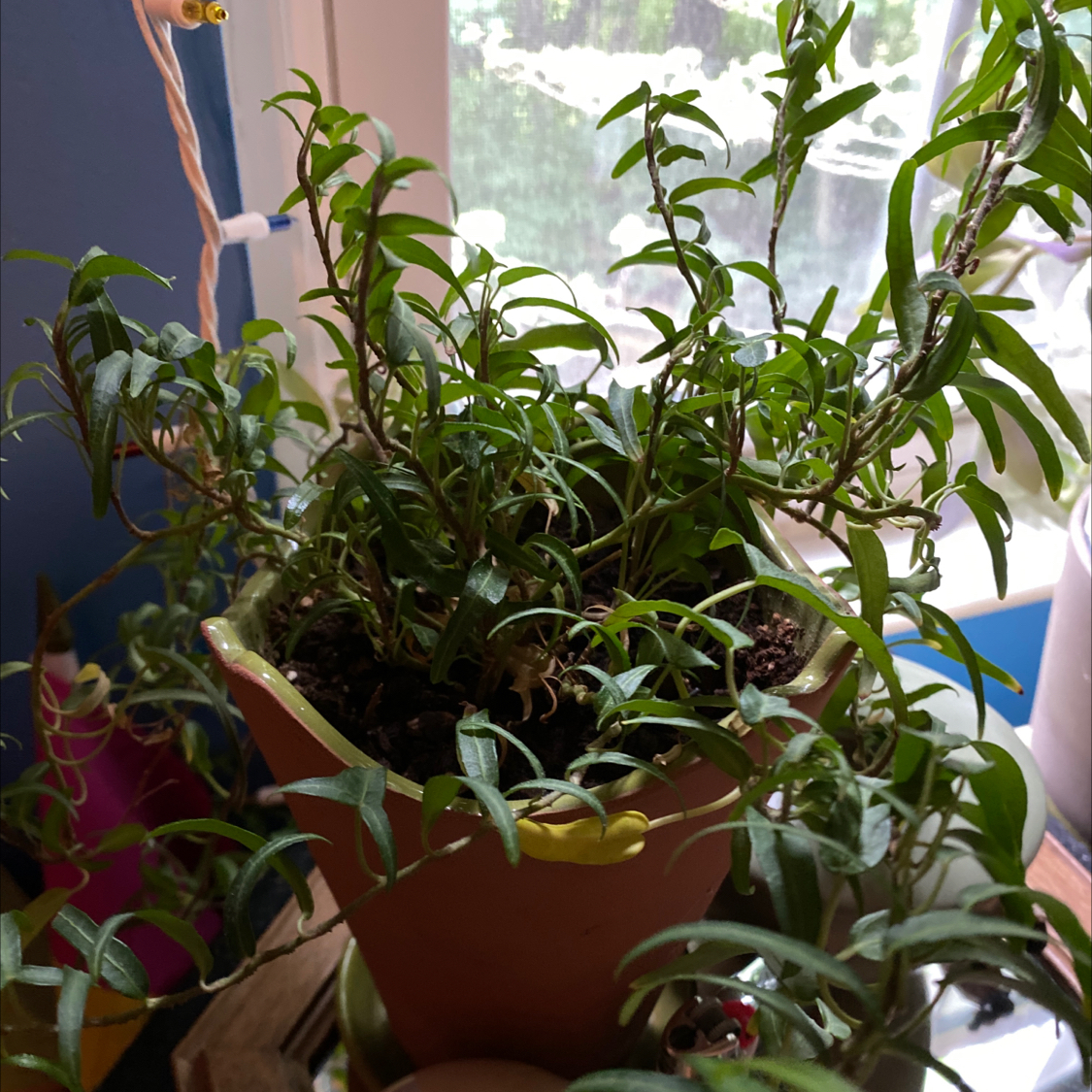 Photo of the plant species Shrubby Yellowcrest by @CCAndTheirPlants named charles on Greg, the plant care app