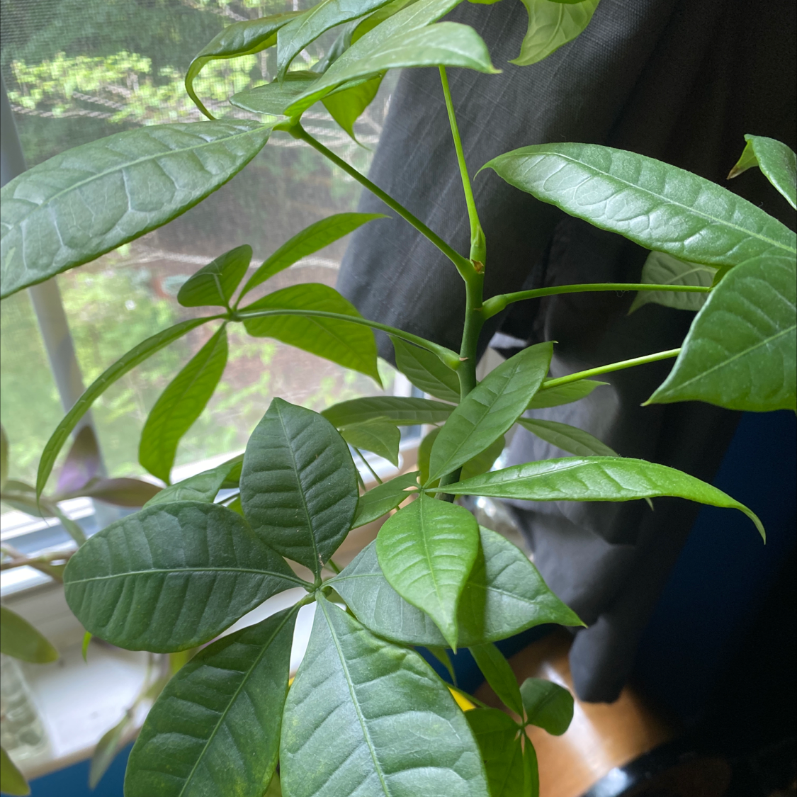 Money Tree plant photo by @CCAndTheirPlants named lucky boy on Greg, the plant care app.