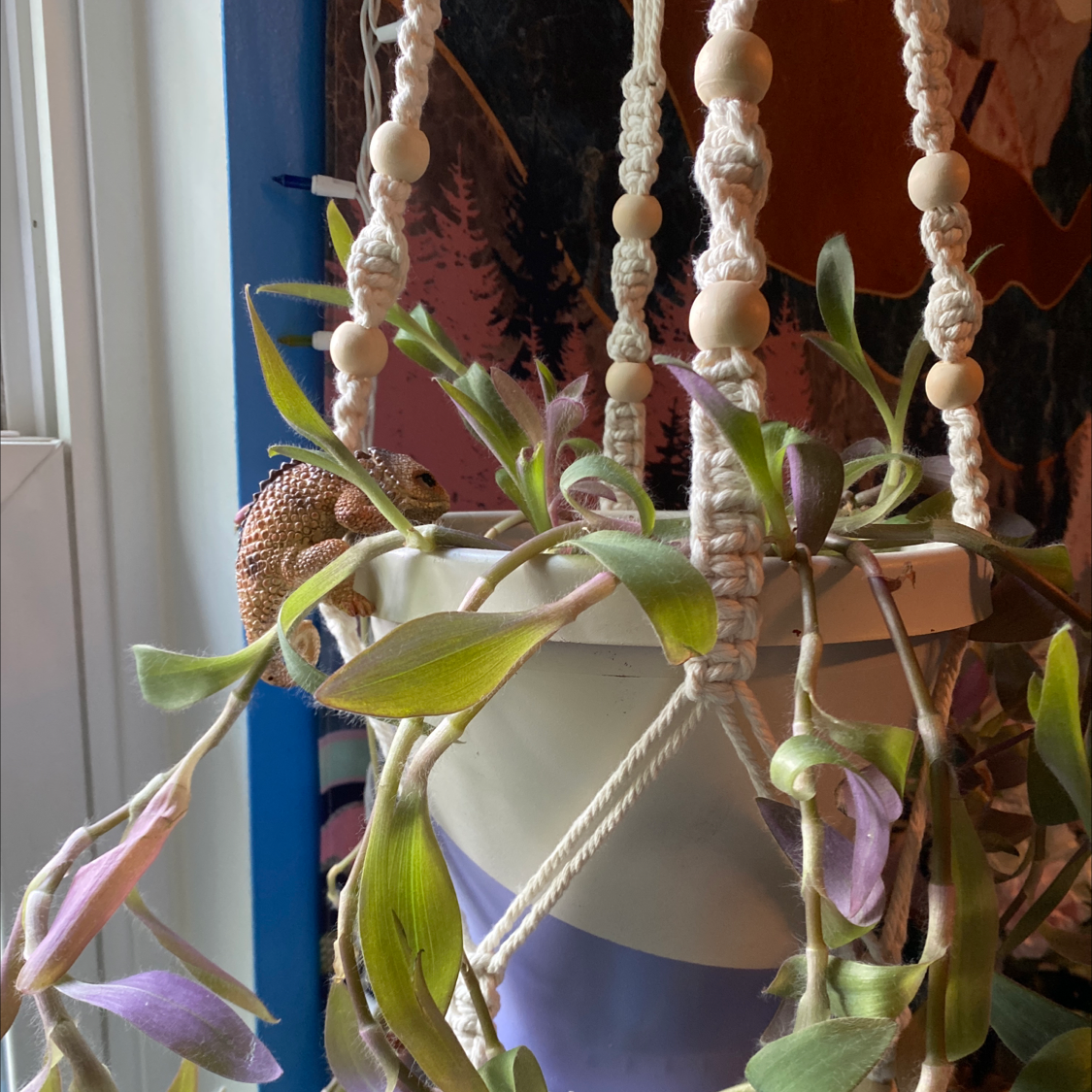 Purple Heart plant photo by @CCAndTheirPlants named fragile masculinity ￼ on Greg, the plant care app.