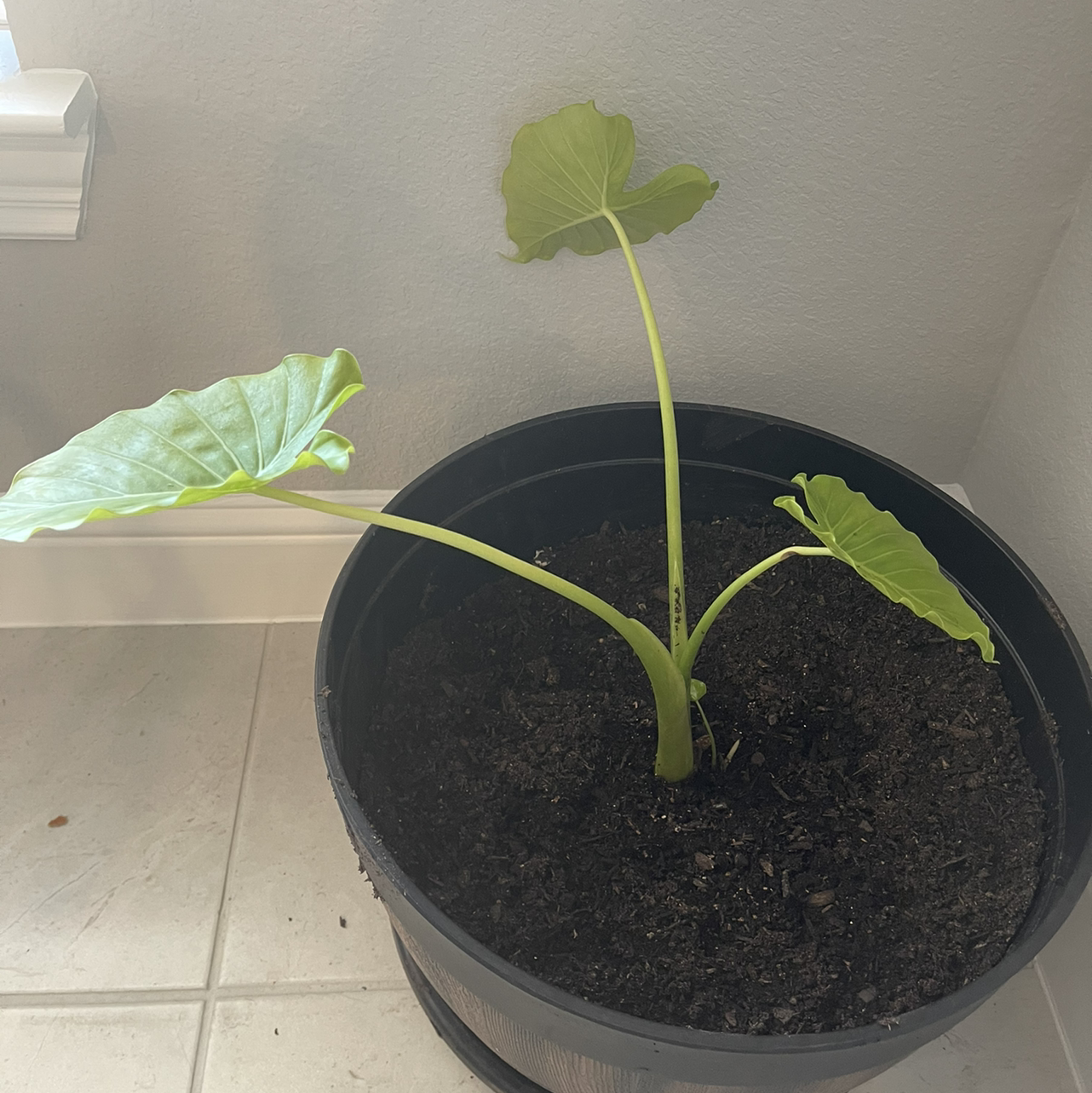 Potted Giant Taro plant with large green leaves, healthy and well-framed.