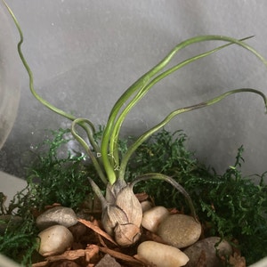 Bulbosa Air Plant plant photo by Sage named Air Plant on Greg, the plant care app.