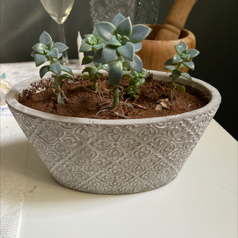 Potted Miniature Echeveria with multiple rosettes in a decorative pot.