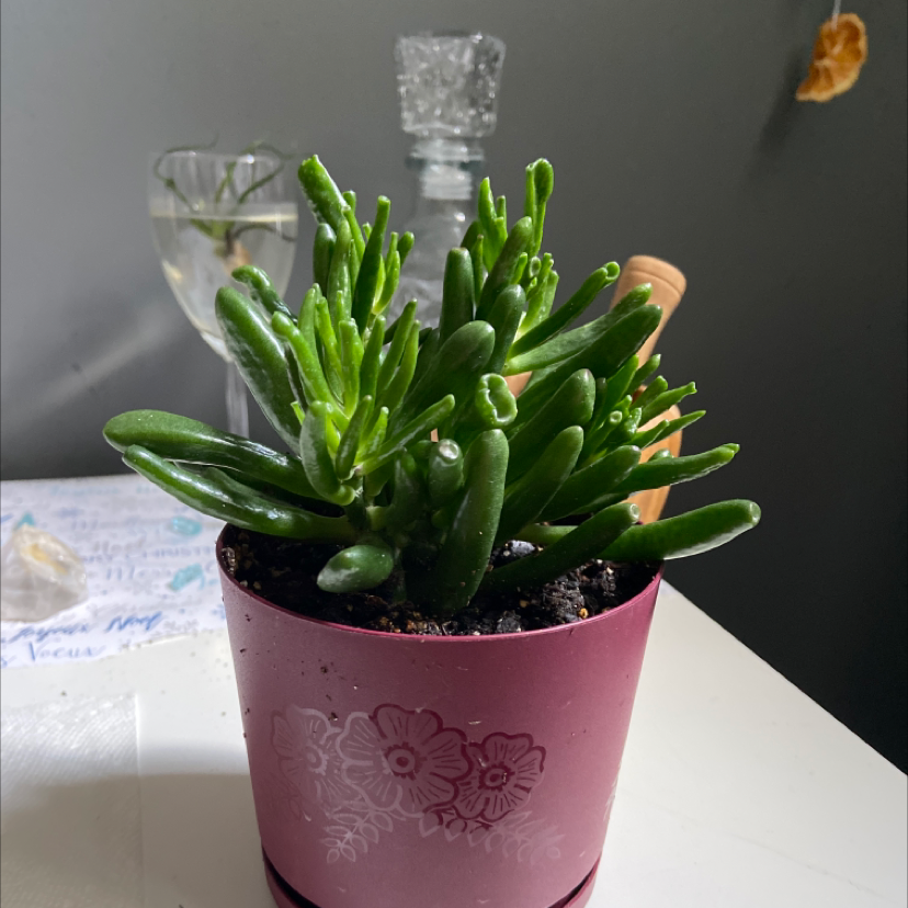 Finger Jade plant photo by Sage named Marilyn on Greg, the plant care app.