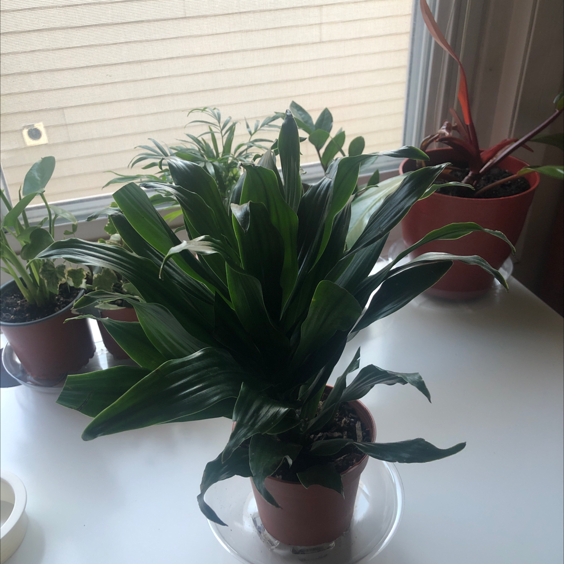 Dracaena 'Janet Craig Compacta' plant in a pot on a white surface near a window with other plants in the background.