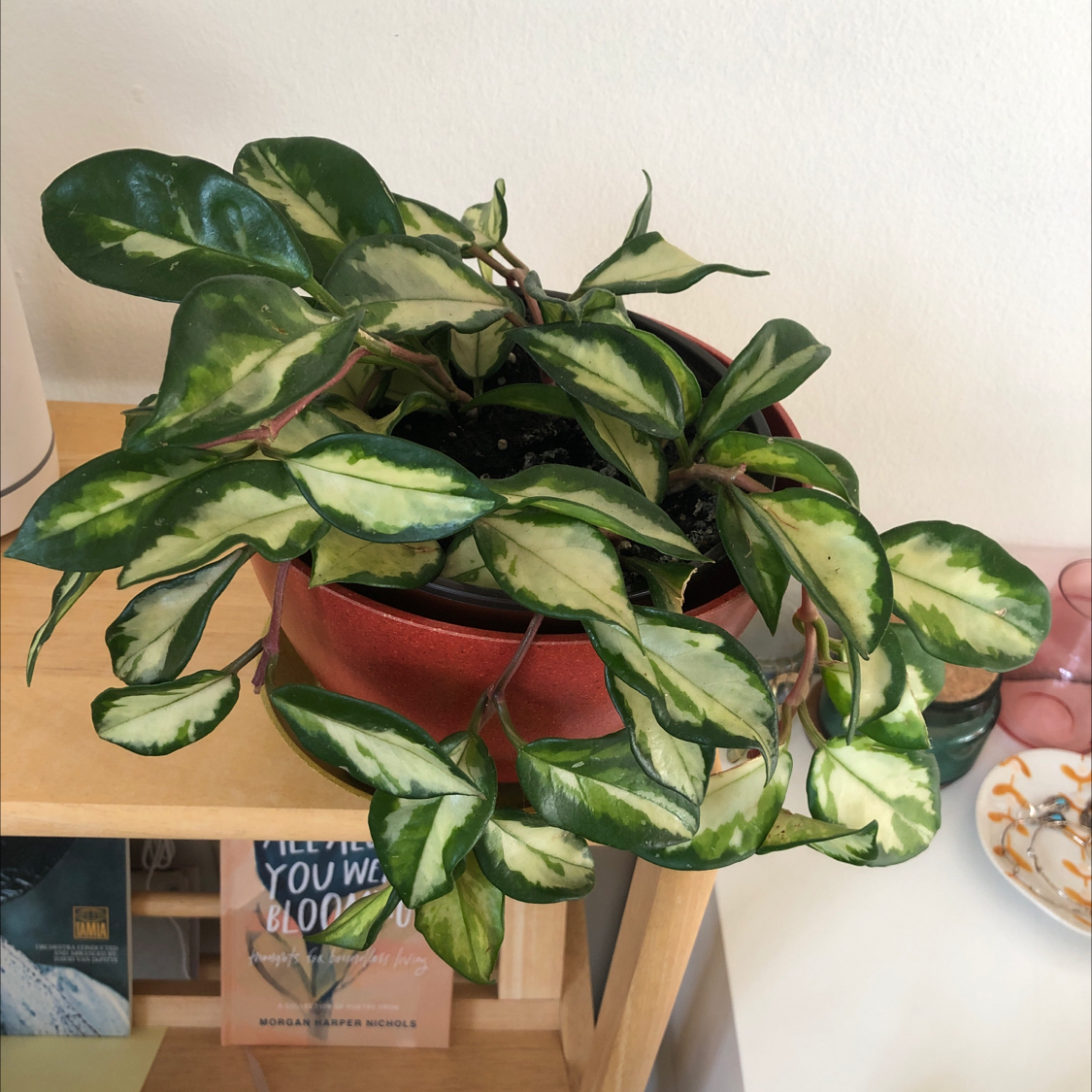 Photo of the plant species Variegated Hoya carnosa 'Compacta' by @Metadel named Kaba on Greg, the plant care app