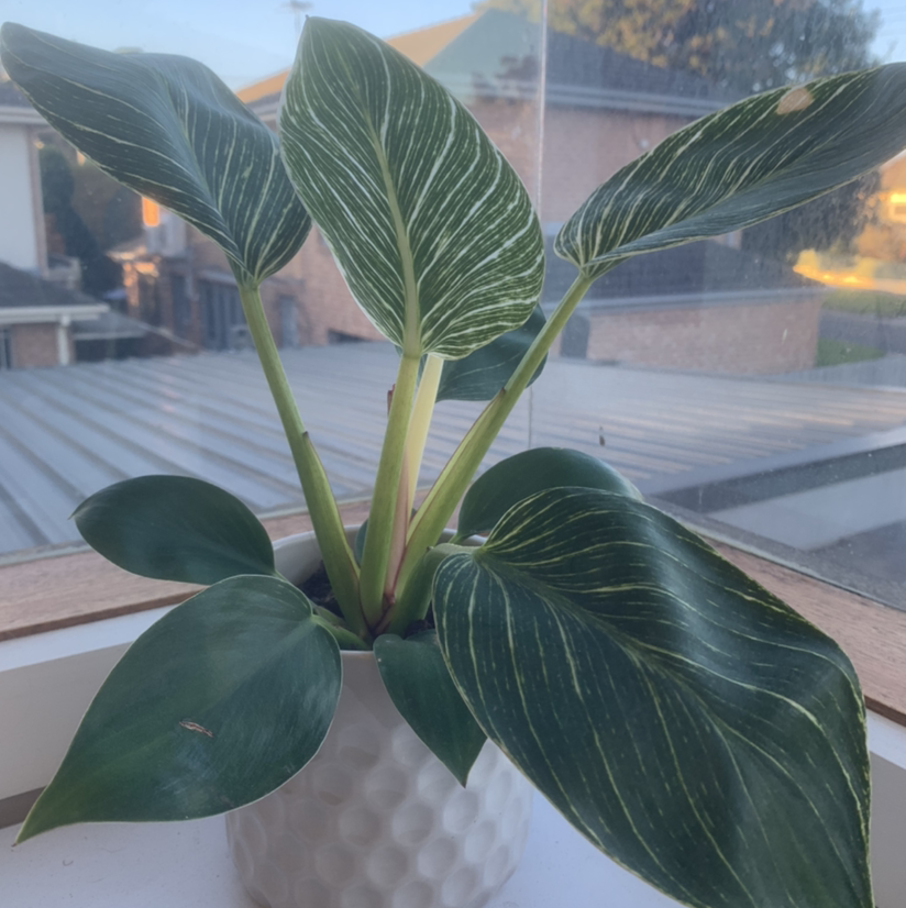 Photo of the plant species Variegated Philodendron by @Kim.pet named Amelia on Greg, the plant care app