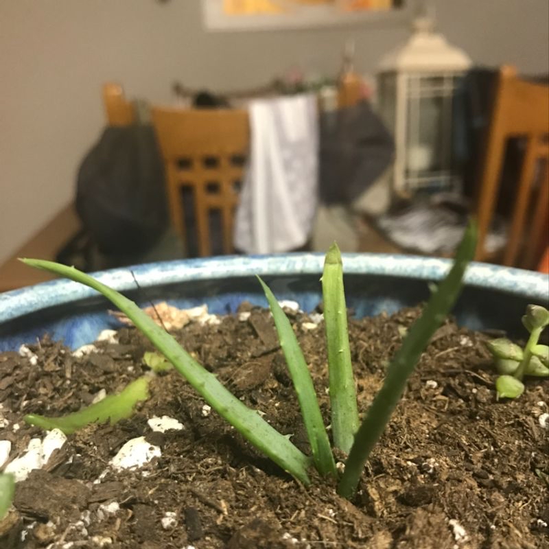 Photo of the plant species Hot Cayenne Pepper by Breanna named Aloe Buddy on Greg, the plant care app