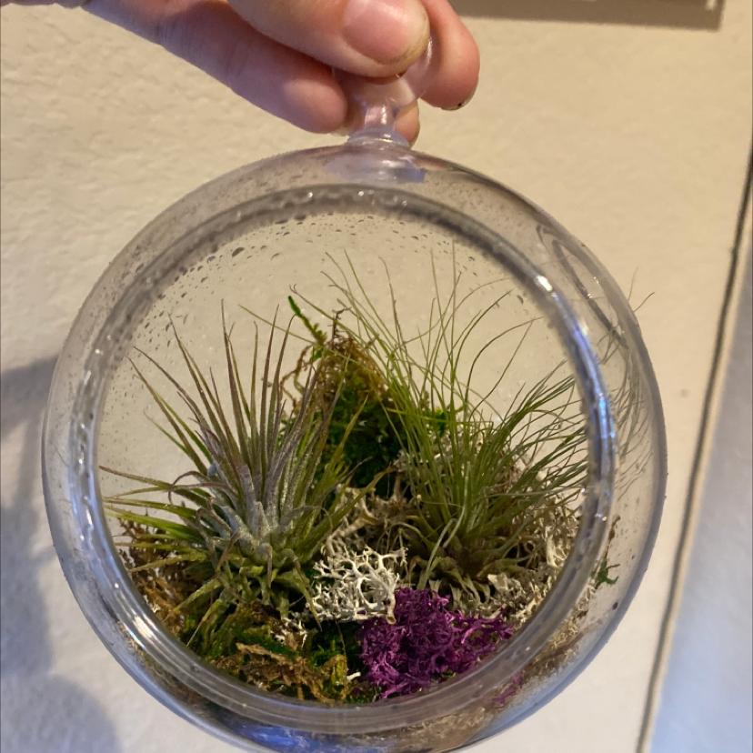 Shirley Temple Air Plant in a glass terrarium with decorative moss, held by a hand.