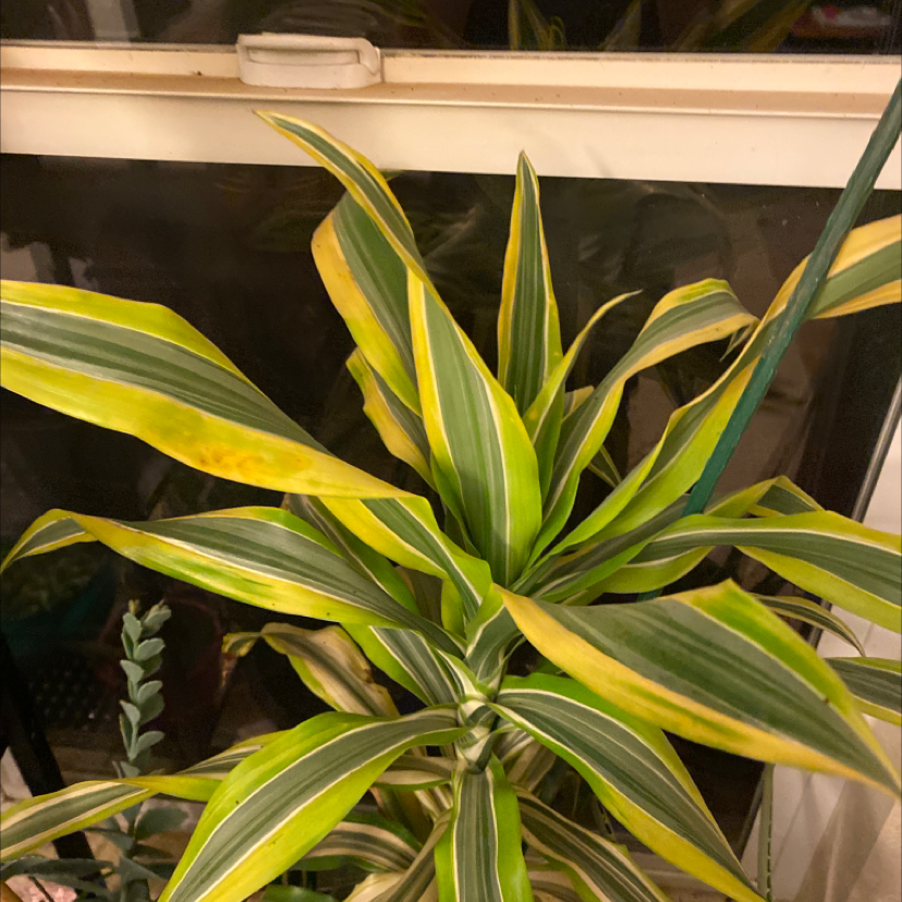 Dracaena 'Lemon Lime' plant with vibrant green and yellow striped leaves near a window.
