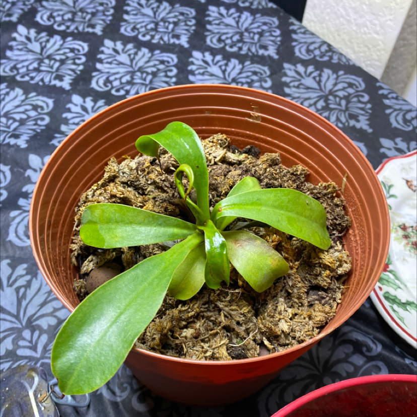 Tropical Pitcher Plant in a pot with visible soil and healthy green leaves.