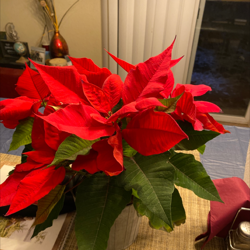 Poinsettia plant with vibrant red bracts and green leaves, placed on a table indoors.