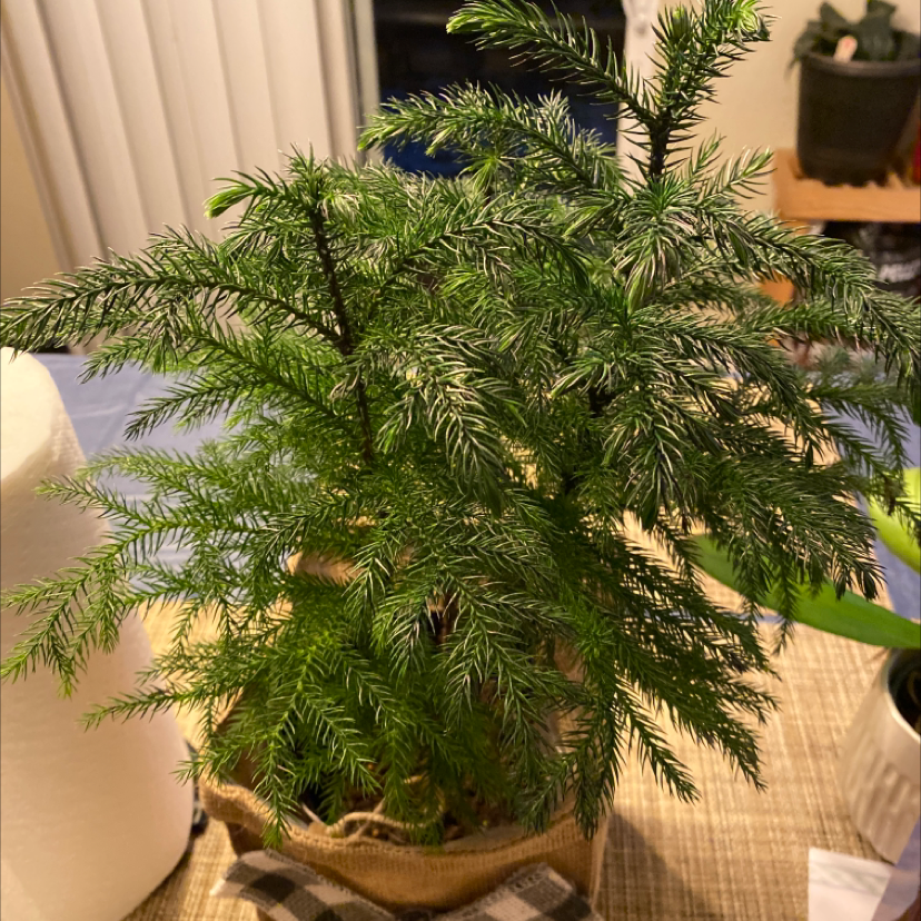 Healthy Norfolk Island Pine with lush green foliage, well-framed and centered.