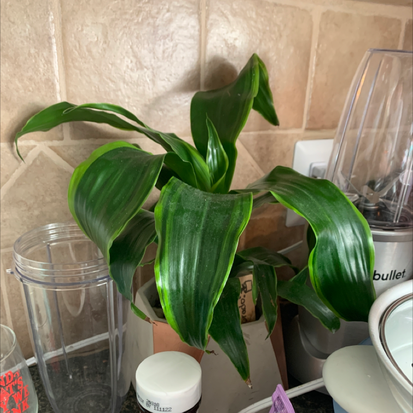 Dracaena Dorado plant with broad green leaves on a kitchen counter.