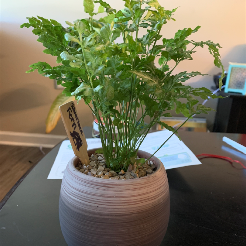 Healthy Brake Fern in a pot with pebbles on the soil surface.