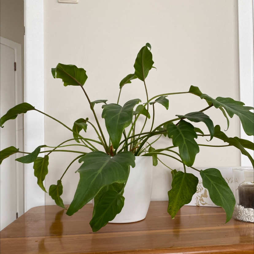 Philodendron 'Hope Selloum' plant photo by @georgiabarlow named Phil on Greg, the plant care app.