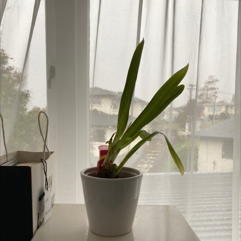 Miltoniopsis phalaenopsis plant in a white pot on a windowsill with natural light.