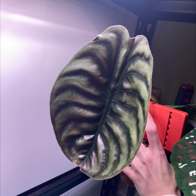 Close-up of an Alocasia ‘Red Secret’ leaf held by a hand, showing healthy foliage.