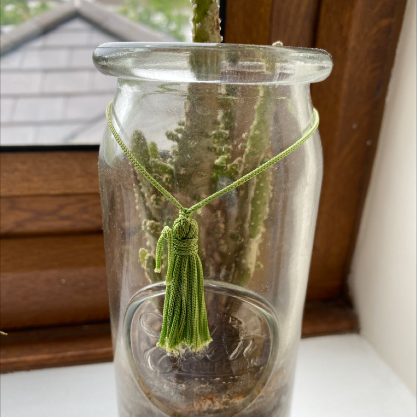 Missouri Foxtail Cactus in a glass container with visible soil.