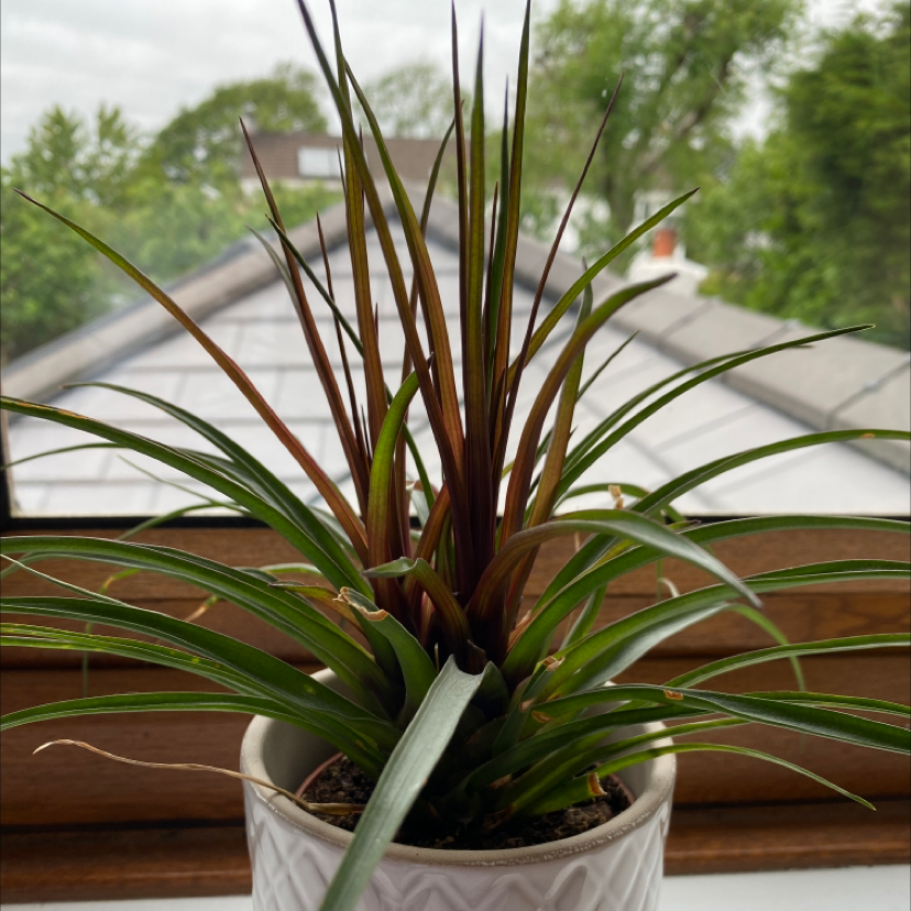 Photo of the plant species Pink Quill Plant by Jack named Tillandsia on Greg, the plant care app