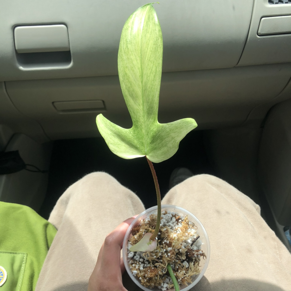 Philodendron 'Florida Ghost' plant in a small pot, held by a person in a car.