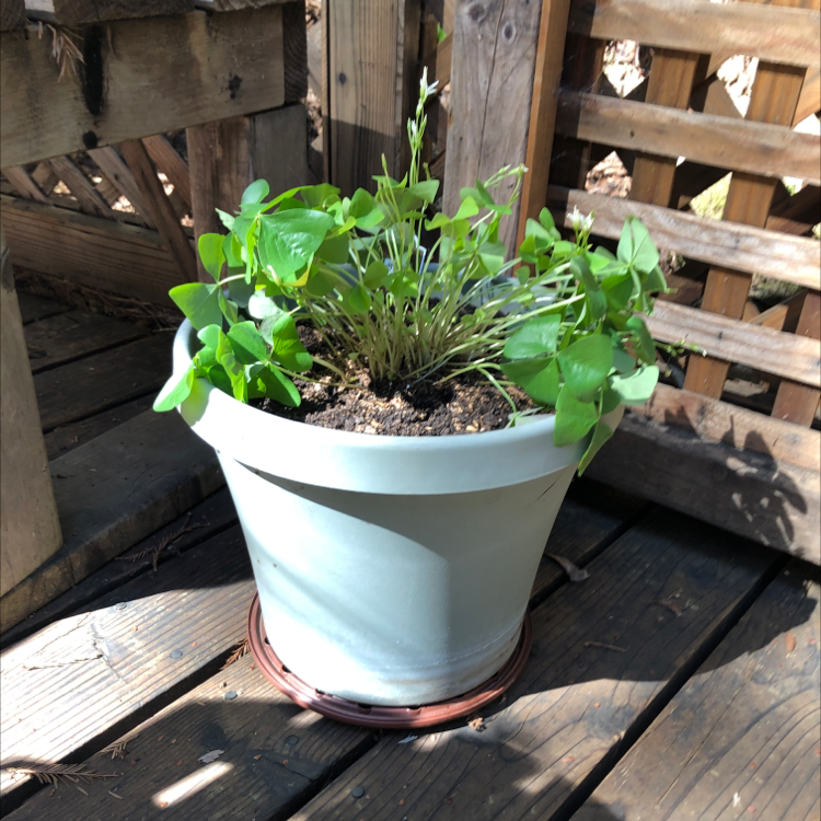 Healthy purple shamrock plant with lush green and purple leaves in a white pot on a weathered wooden surface.