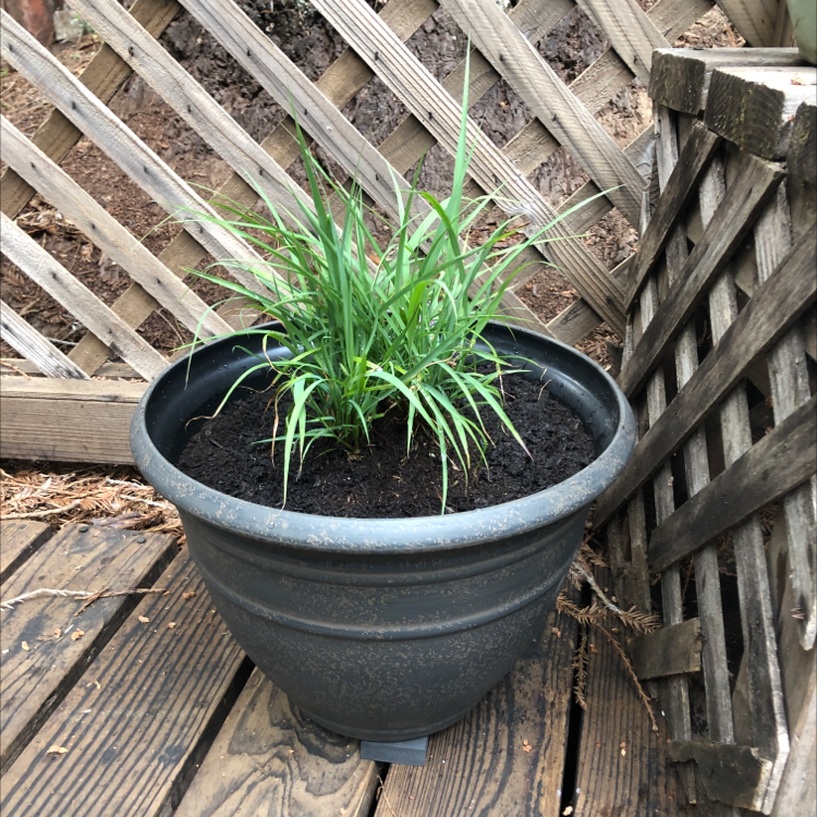 Potted Lemon Grass plant with healthy green leaves on a wooden deck.