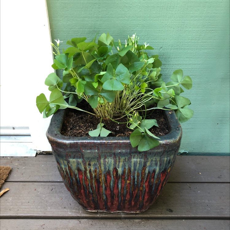 Mature Purple Shamrocks plant with vibrant green triangular leaves growing in a decorative ceramic pot on a wooden deck.