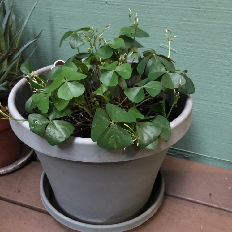 A healthy Oxalis triangularis plant in a grey ceramic pot with green clover-shaped leaves and small white flowers.
