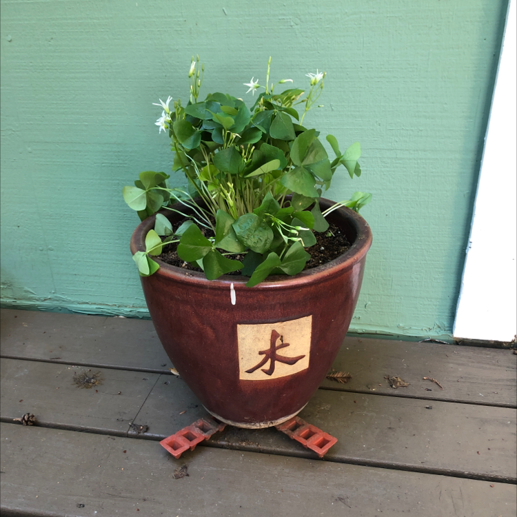 Healthy, vibrant purple shamrock plant with triangular leaves growing in a brown ceramic pot on a wooden surface.