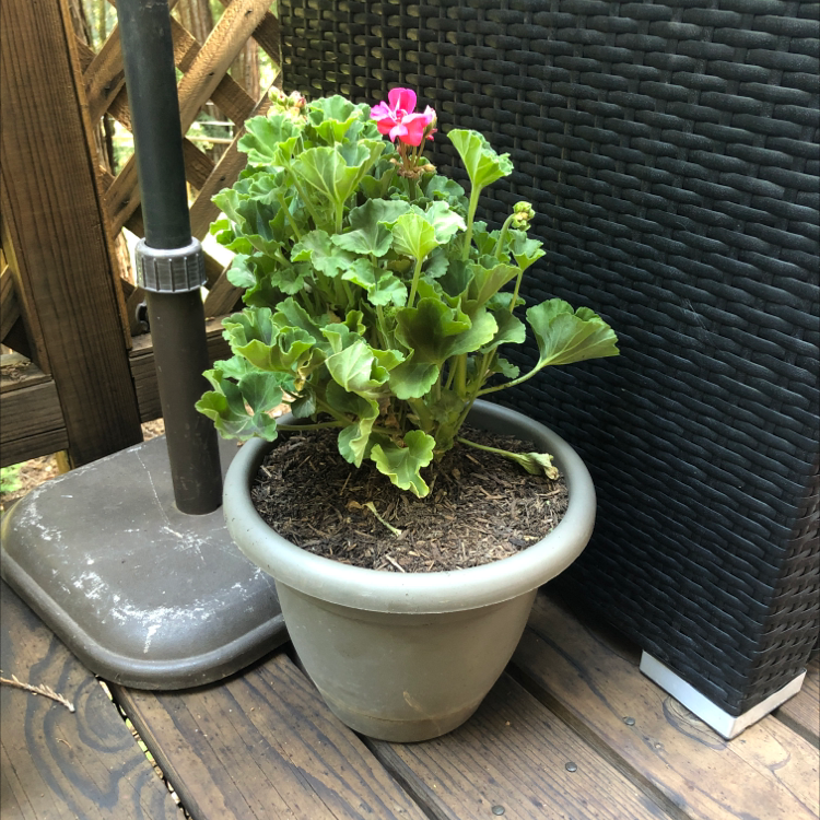 Potted Zonale Geranium with green leaves and a single pink flower on a wooden surface.