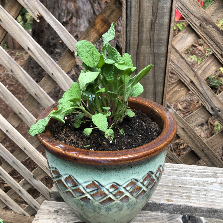 Why Are There Black Spots on My Common Sage Leaves? 🐞