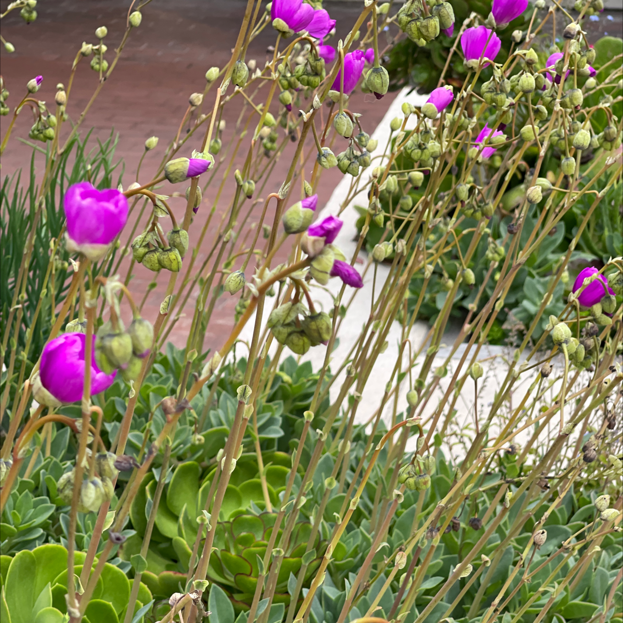 Photo of the plant species Rock Purslane by Joshua named Your plant on Greg, the plant care app