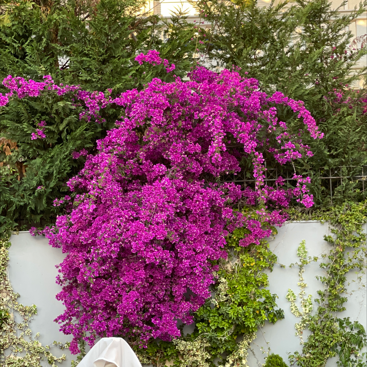 Vibrant Bougainvillea with abundant magenta flowers climbing a wall.