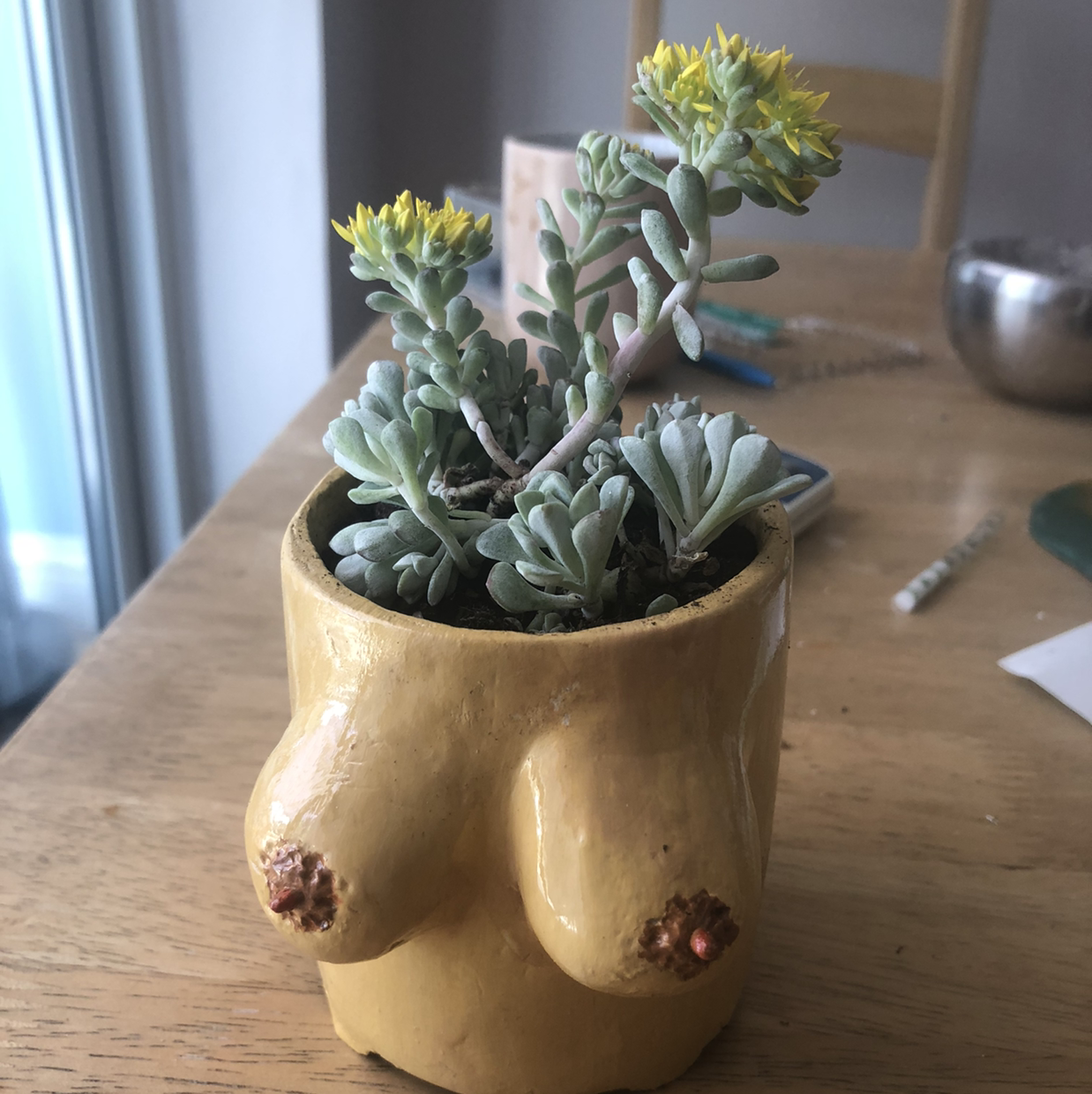 Purdy's Stonecrop in a yellow pot with green leaves and yellow flowers.
