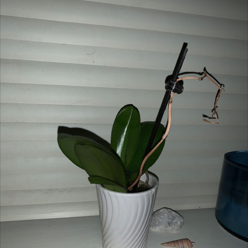 Jewel Orchid in a white pot with healthy green leaves and a supported stem with dried remnants.
