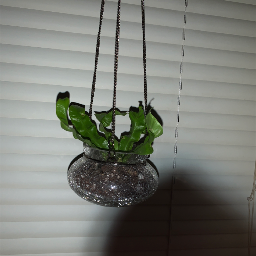 Hart's Tongue Fern in a hanging glass pot with vibrant green leaves.