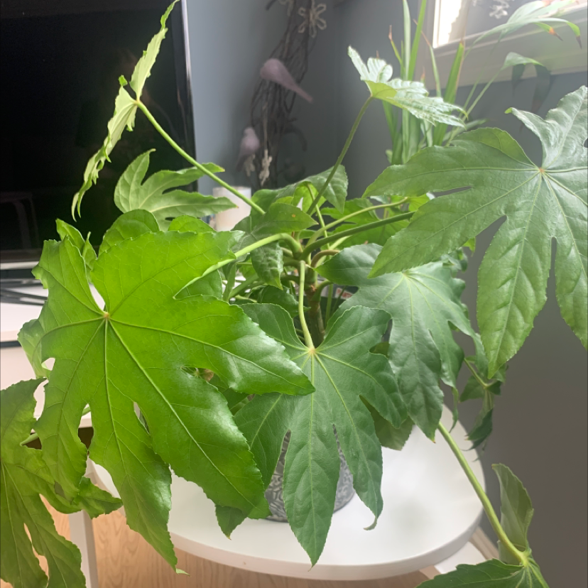 Fatsia Plant plant photo by @Helron named Garry on Greg, the plant care app.