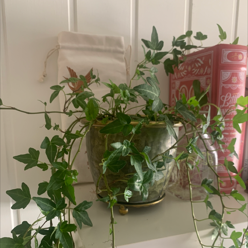 English Ivy plant photo by @Helron named Delilah on Greg, the plant care app.