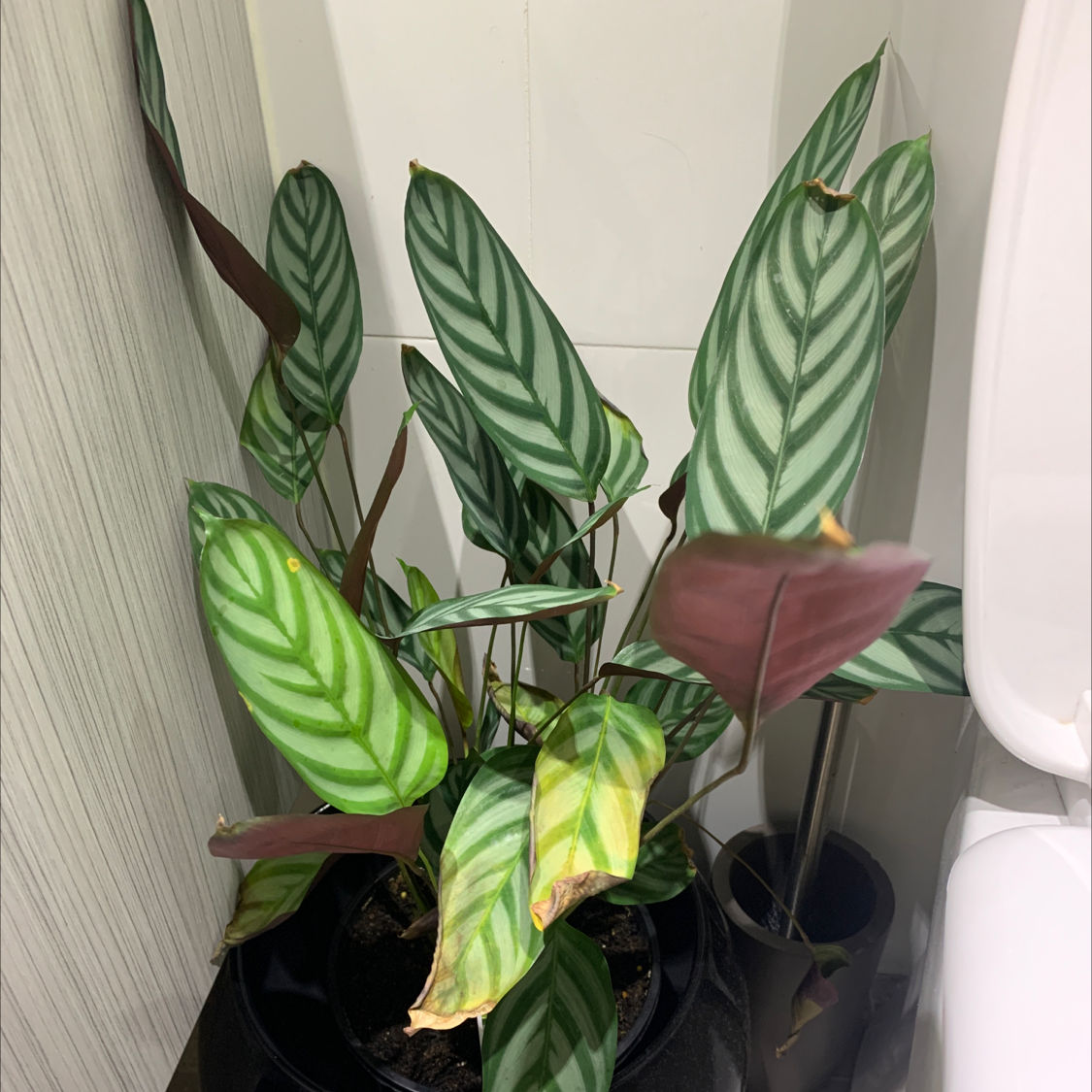 Never Never Plant 'Grey Star' with patterned leaves, some yellowing and browning, potted indoors.