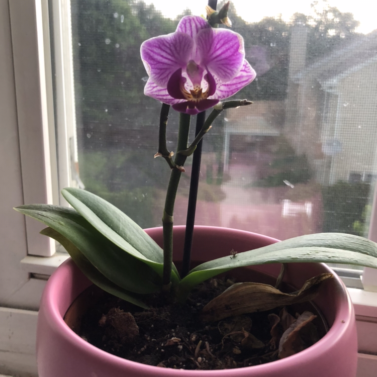Photo of the plant species Fairy Slipper Orchid by @milo.shilo.and.co named Daphne on Greg, the plant care app