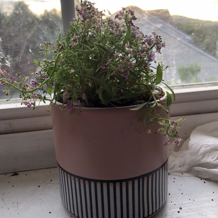 Thriving potted Sweet Alyssum plant with abundant small purple flowers, in a striped pot on a sunlit windowsill.