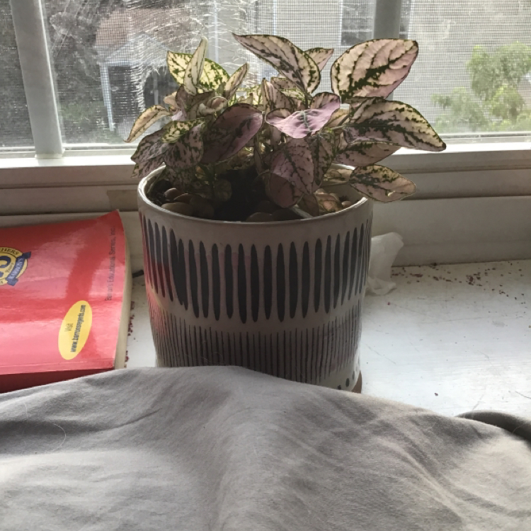Polka Dot Plant plant photo by @milo.shilo.and.co named Milo on Greg, the plant care app.