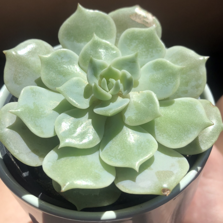 Photo of the plant species Echeveria 'Lola' by @milo.shilo.and.co named Laz on Greg, the plant care app