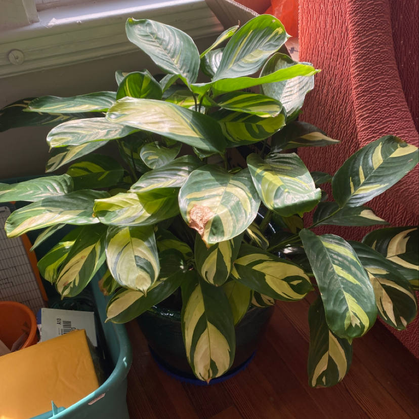 Golden Mosaic Plant with variegated leaves in a pot indoors near a window.