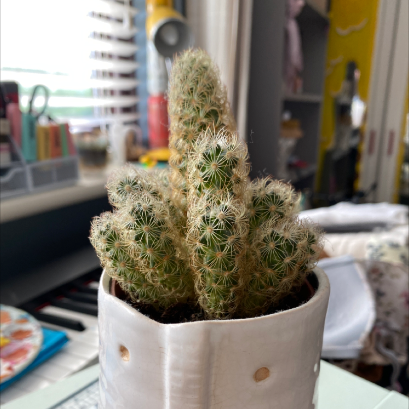 Lady Finger Cactus plant photo by @jenkobeeno named Sebastian on Greg, the plant care app.
